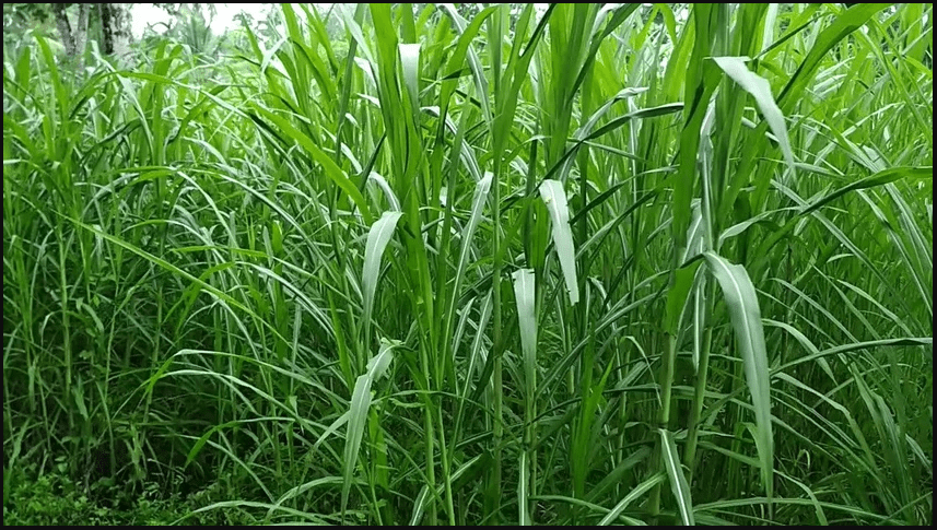 Napier Grass Super Green