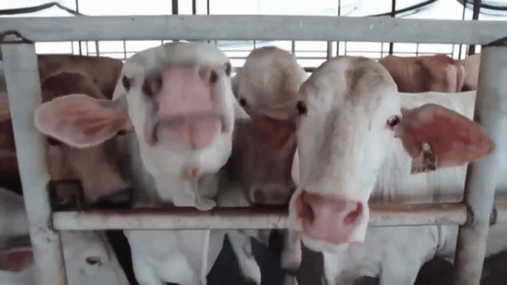 Angus Charolais Beef